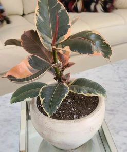 Gomero Tineke en macetero de greda color crema con toques marrones impermeabilizado por dentro y fuera