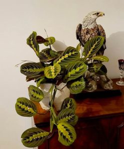 Maranta leuconeura tricolor frondosa en macetero de greda color crema con toques marrones impermeabilizado por dentro y fuera