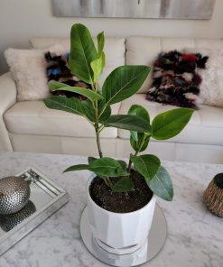 Ficus Altissima en macetero cerámica con plato incluido
