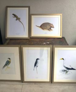 Cuadros de láminas de animales chilenos