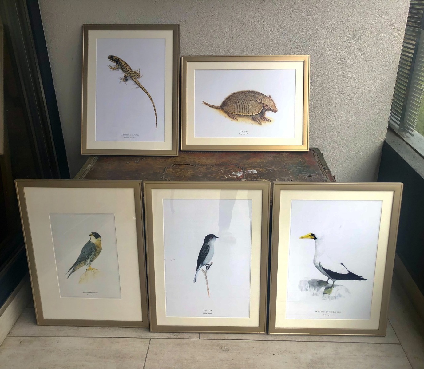 Cuadros de láminas de animales chilenos