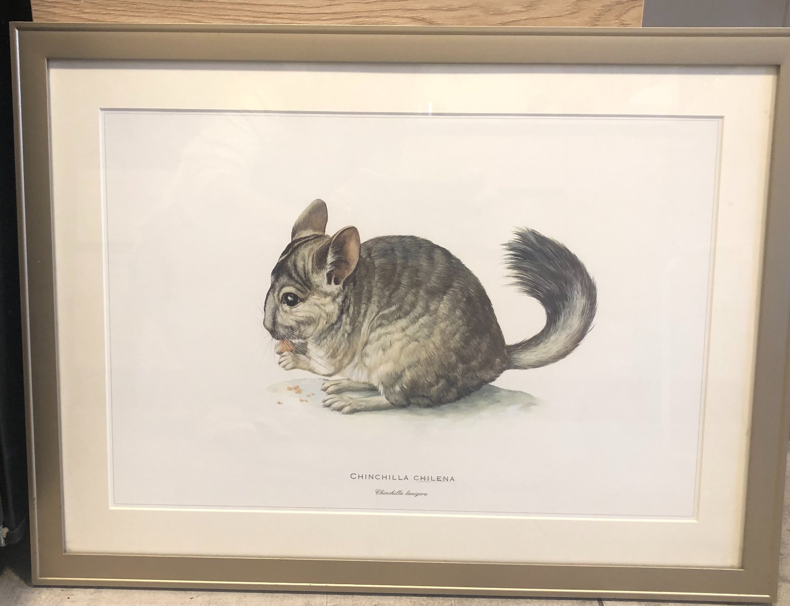 Cuadros de láminas de animales chilenos - Imagen 2