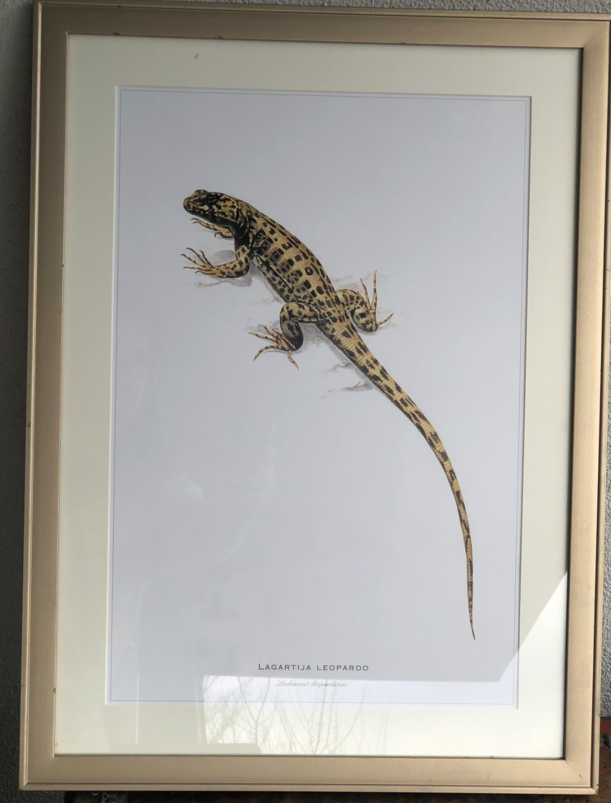 Cuadros de láminas de animales chilenos - Imagen 3