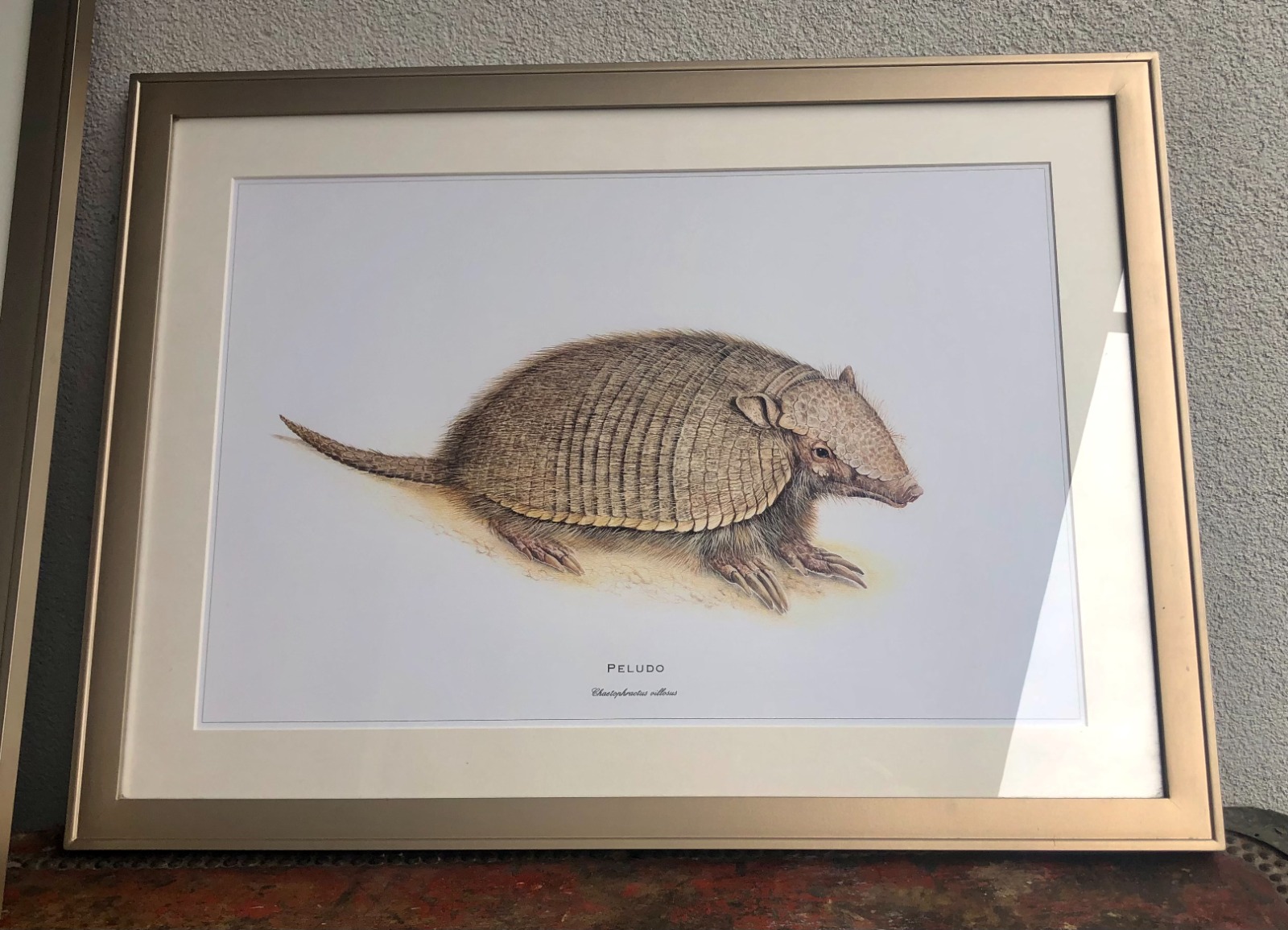 Cuadros de láminas de animales chilenos - Imagen 4