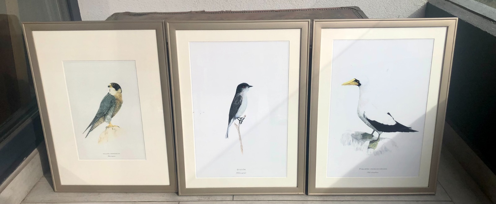 Cuadros de láminas de animales chilenos - Imagen 5