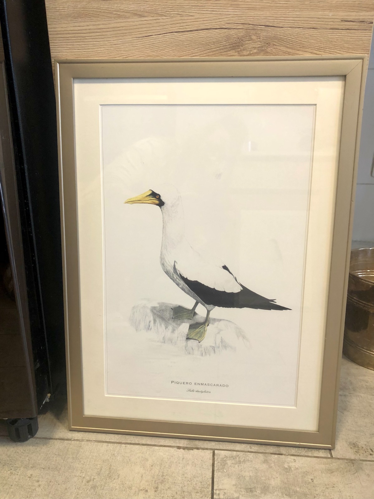 Cuadros de láminas de animales chilenos - Imagen 6