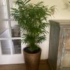 Chamaedorea elegans XL