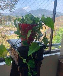 Philodendro colgante variegado