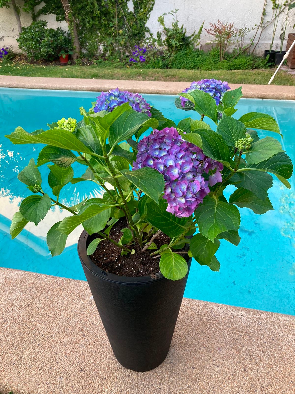 Hortensia macetero doble fondo