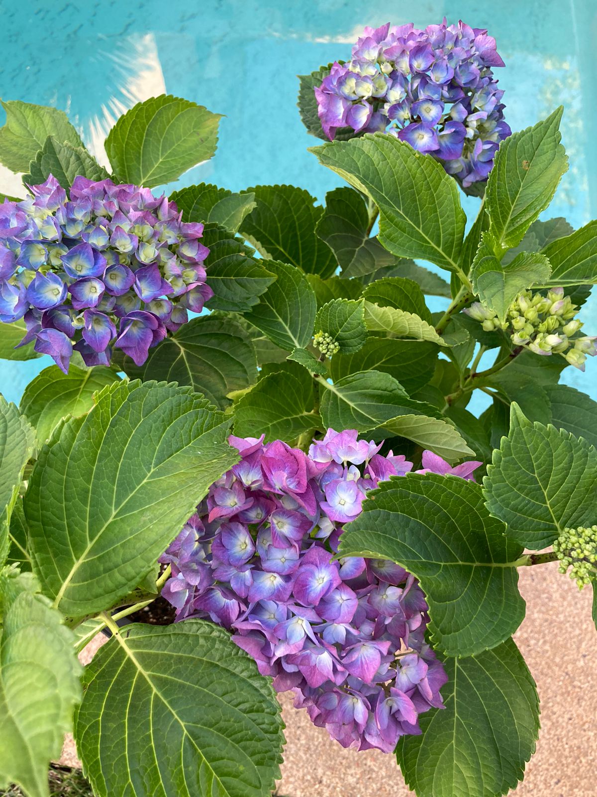 Hortensia macetero doble fondo - Imagen 2