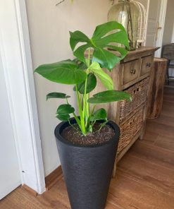 Monstera Deliciosa en macetero doble fondo negro