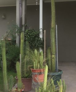 Set 9 Cactus con macetas