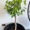 Ficus Benjamina M