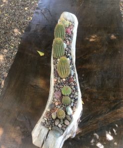 Troncos con cactus