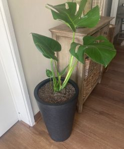 Monstera Deliciosa en macetero doble fondo negro