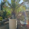 Palmera con macetero