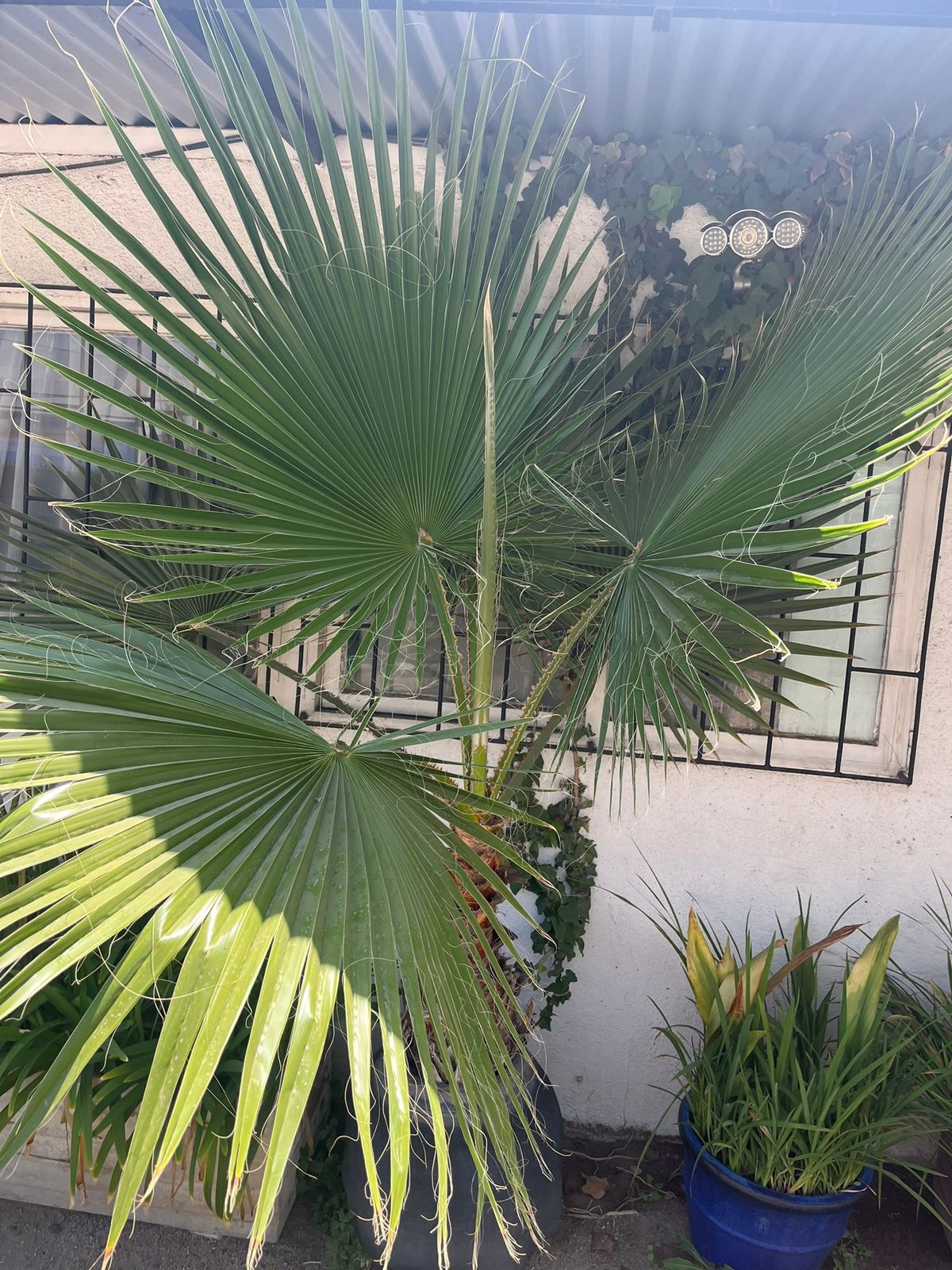 Palmera abanico - Imagen 2
