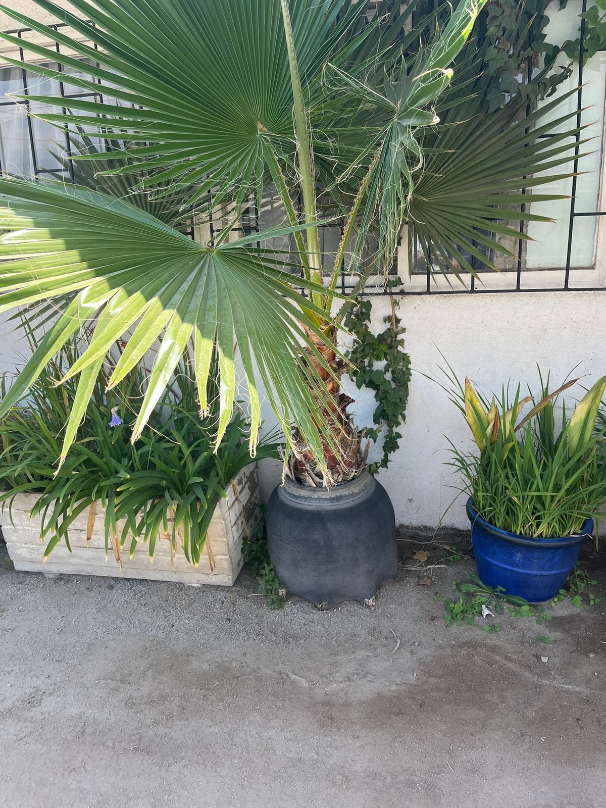 Palmera abanico - Imagen 3