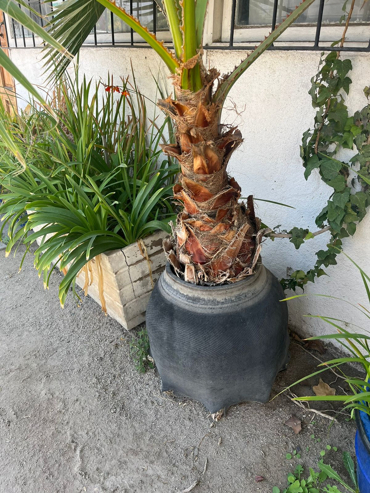 Palmera abanico - Imagen 4