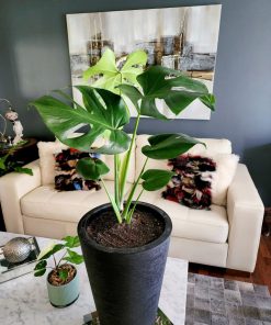 Monstera deliciosa en macetero doble fondo