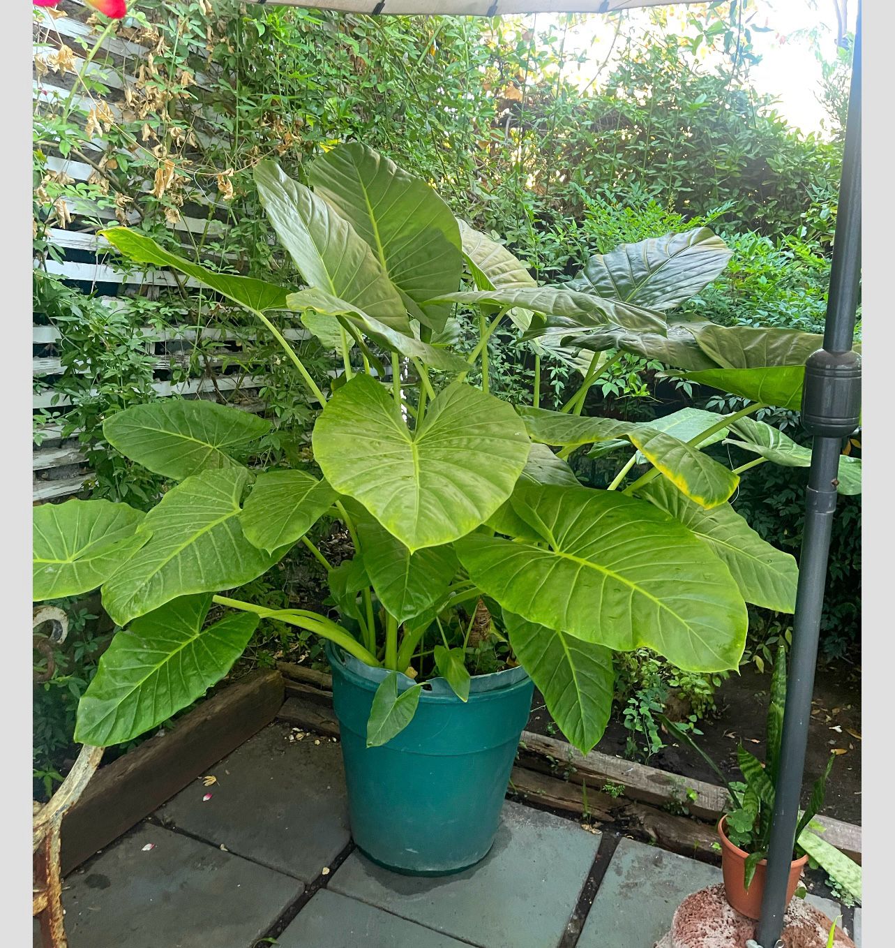 Mantos de Eva XL - Imagen 2