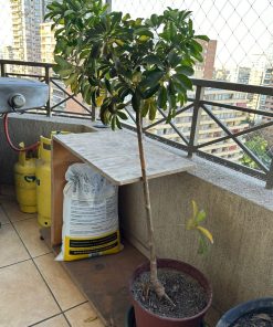 Schefflera exterior XL