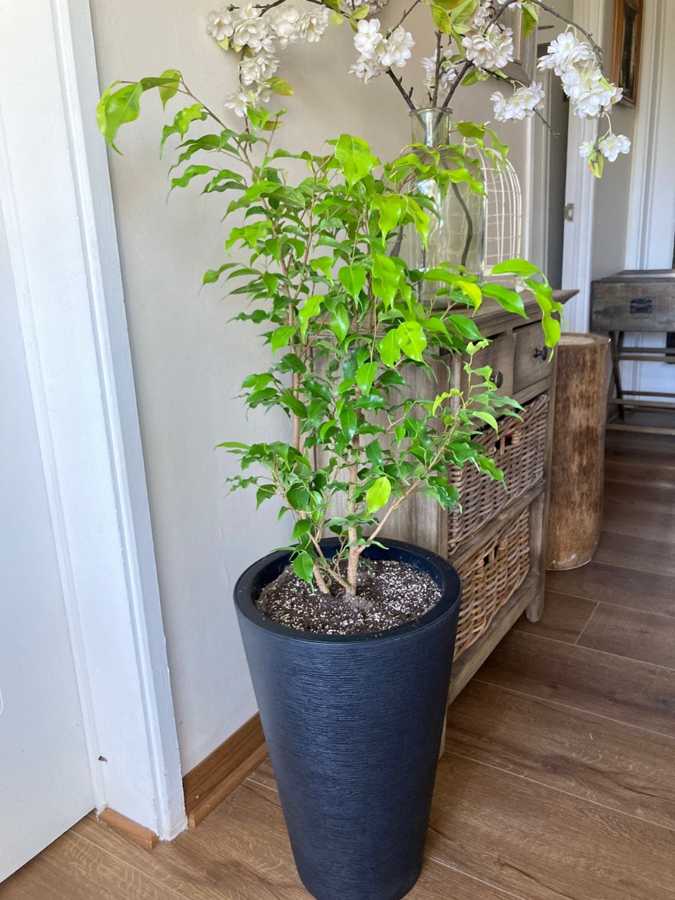 Ficus golden monique