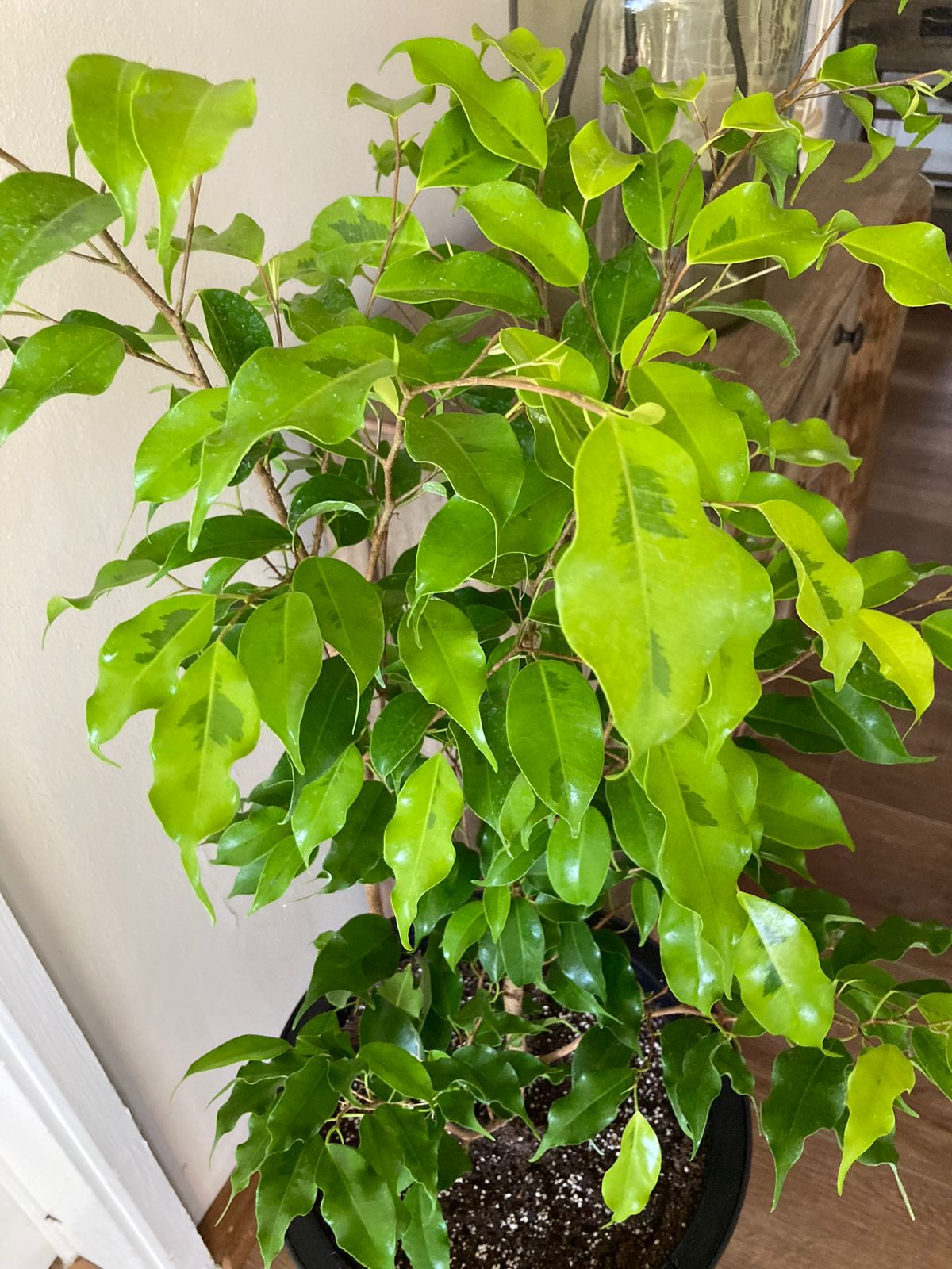 Ficus golden monique - Imagen 2