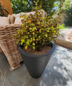 Coprosma tricolor en macetero doble fondo