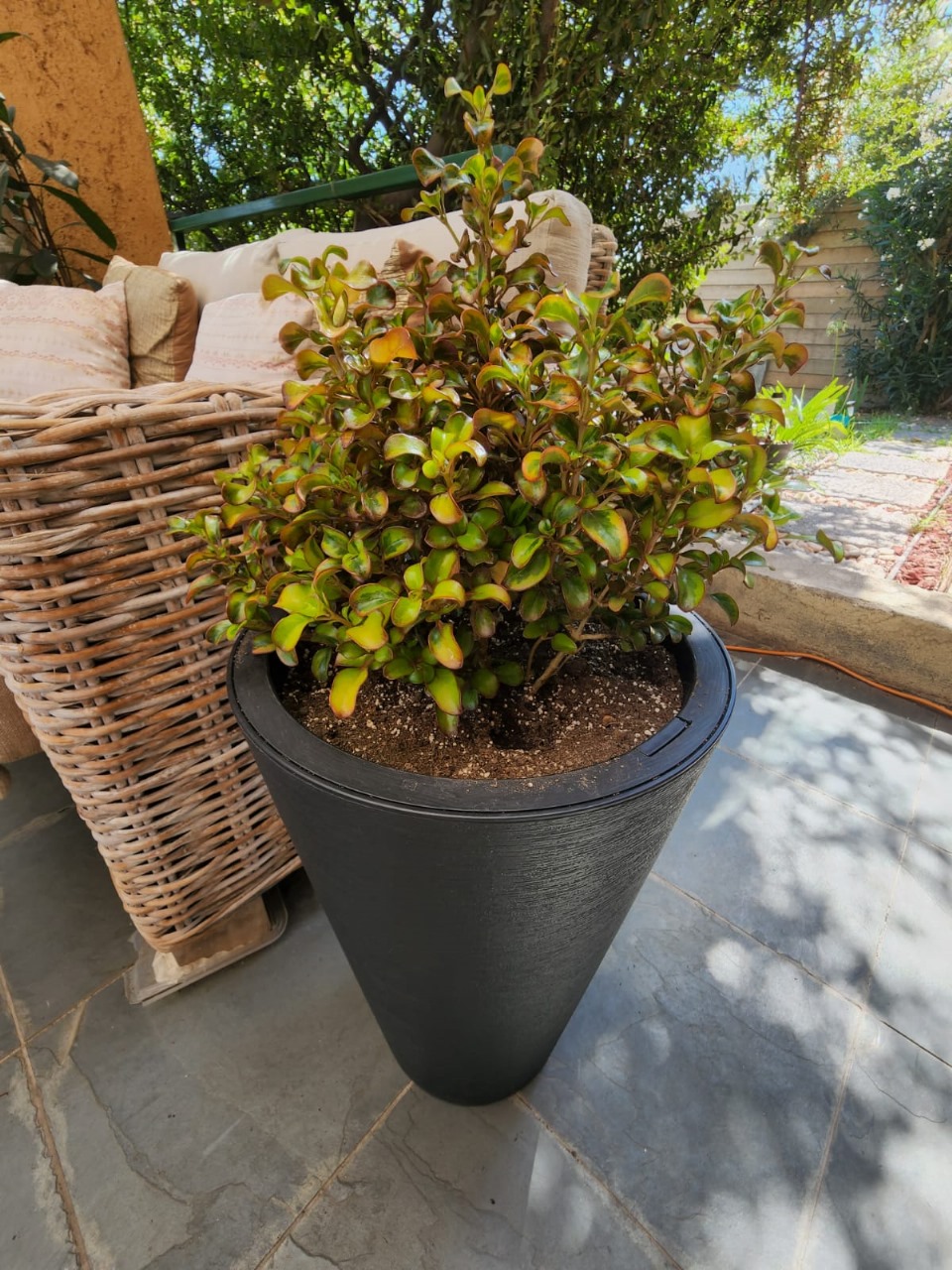 Coprosma tricolor en macetero doble fondo