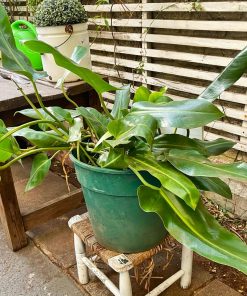 Filodendro Longifolio