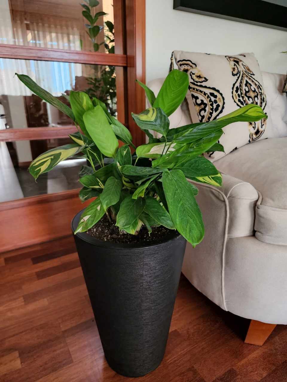 Ctenanthe Lubberciana en macetero doble fondo