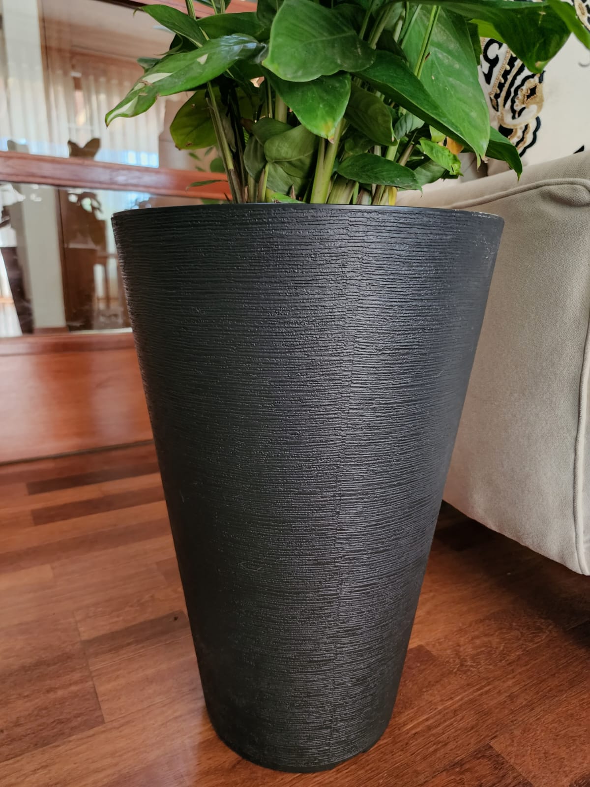 Ctenanthe Lubberciana en macetero doble fondo - Imagen 3