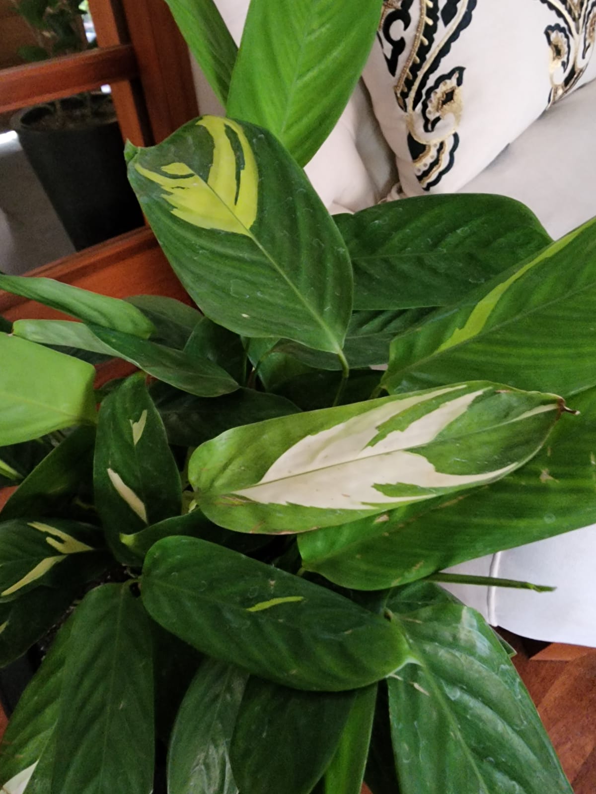 Ctenanthe Lubberciana en macetero doble fondo - Imagen 2