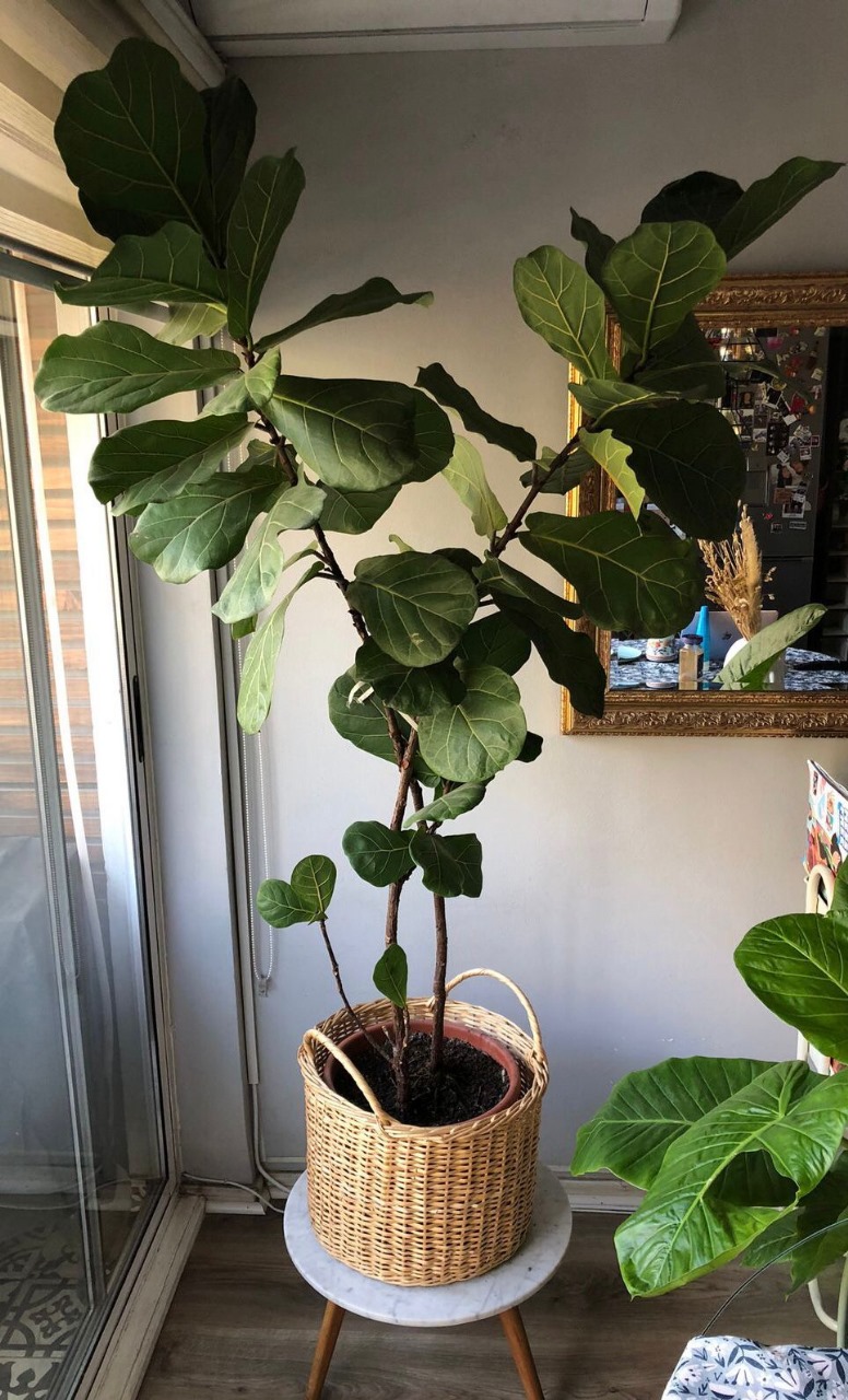 Ficus Lyrata XL
