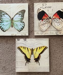 Set 3 canva mariposas