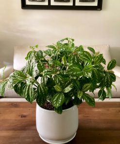 Pilea Cadierei en macetero cerámica