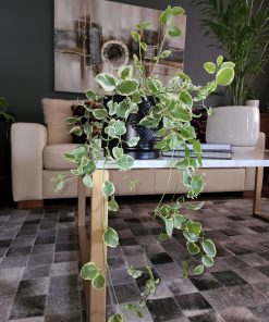 Vinca en macetero cerámica