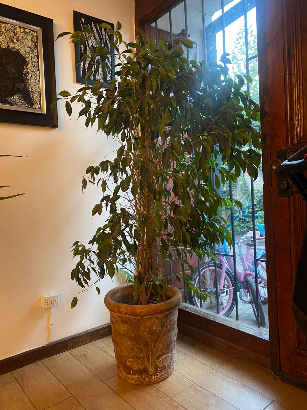 Ficus Benjamina - Imagen 3