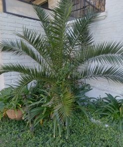 Palmera Phoenix