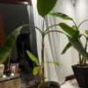 Planta Bananera en macetero