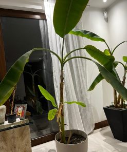 Planta Bananera en macetero