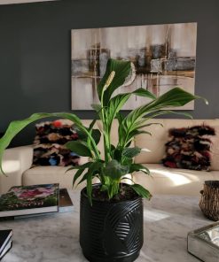 Lirio de la paz en macetero