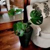 Monstera