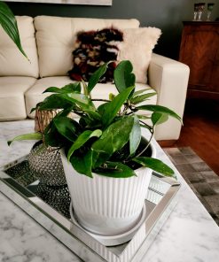 Clepia en macetero cerámica