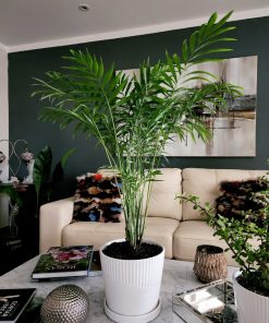 Chamaedorea Elegans en macetero cerámica