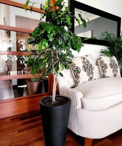 Ficus Benjamina pie alto en macetero Tubular