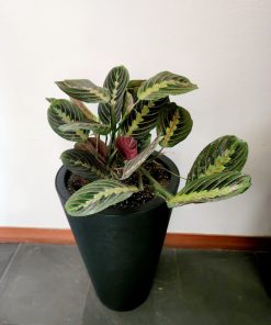 Maranta Leuconeura