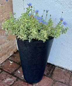 Agathea en macetero doble fondo