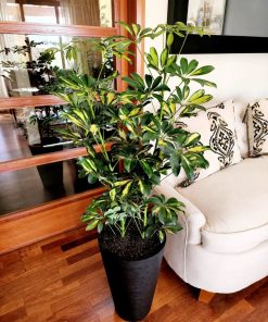 Sheflera en macetero